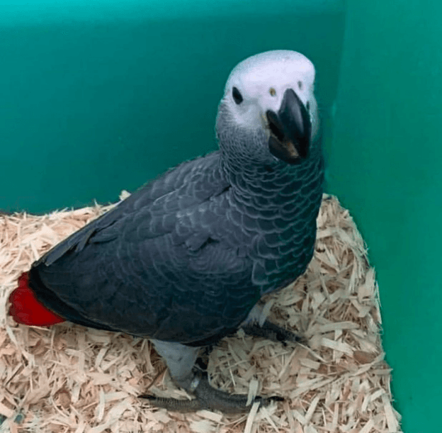 African gray parrot (Congo) 1