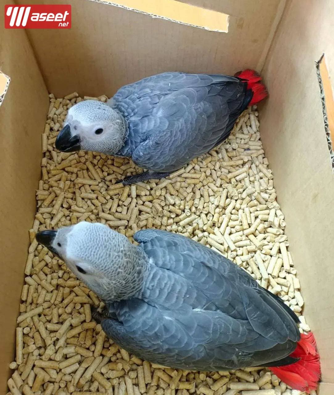 African gray parrot (Congo) 0
