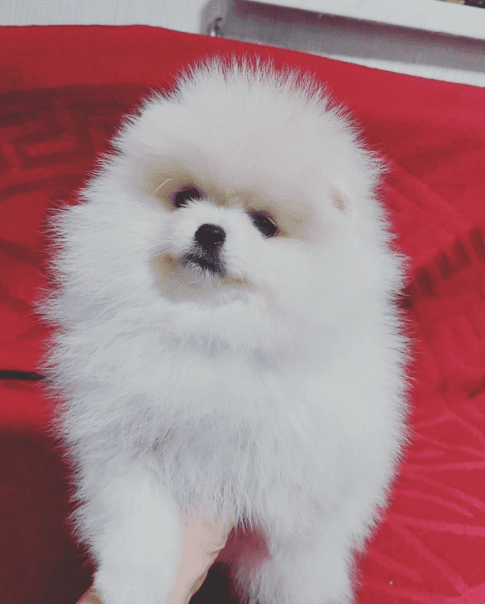 Pomeranian puppy 2