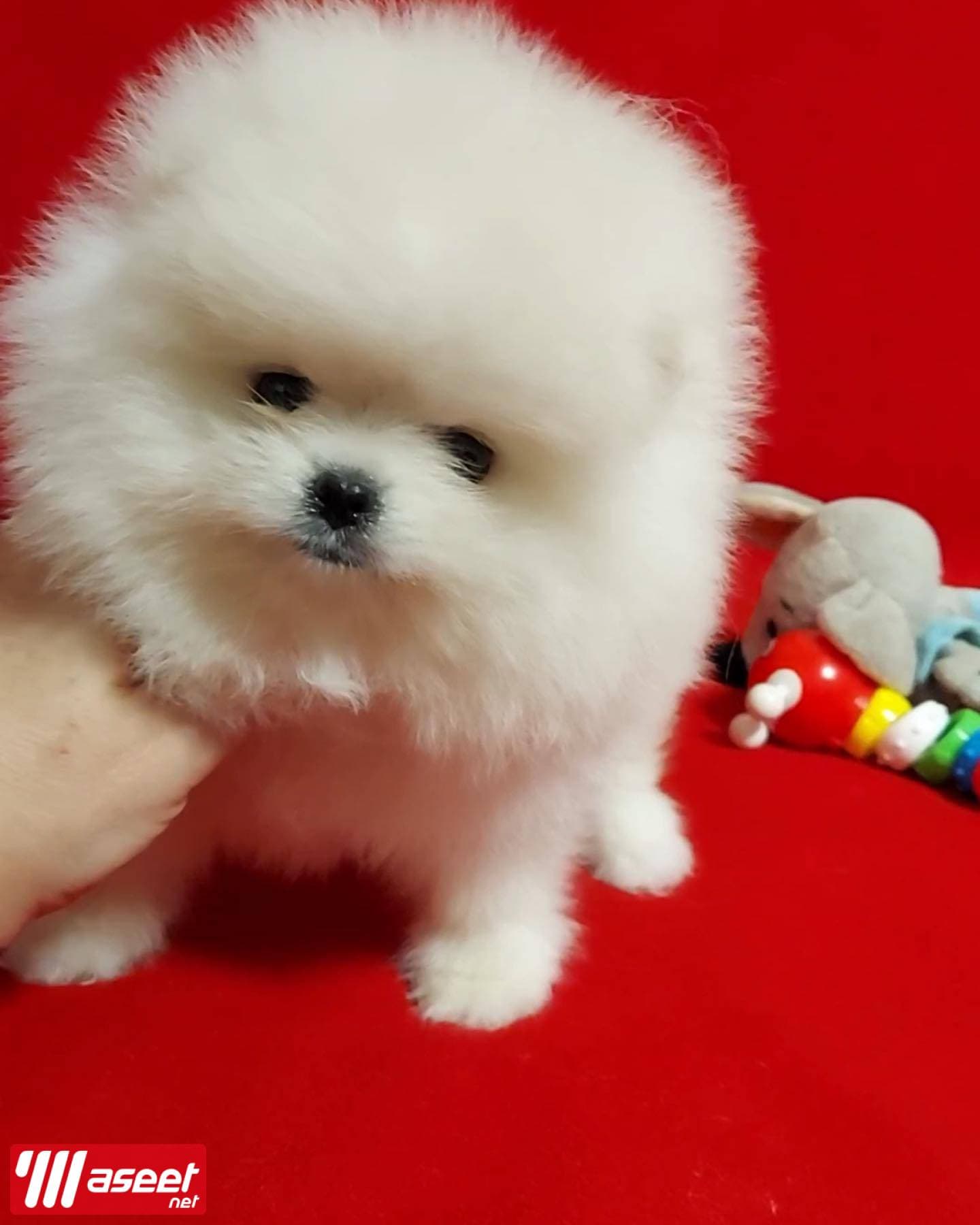 Pomeranian puppy 0