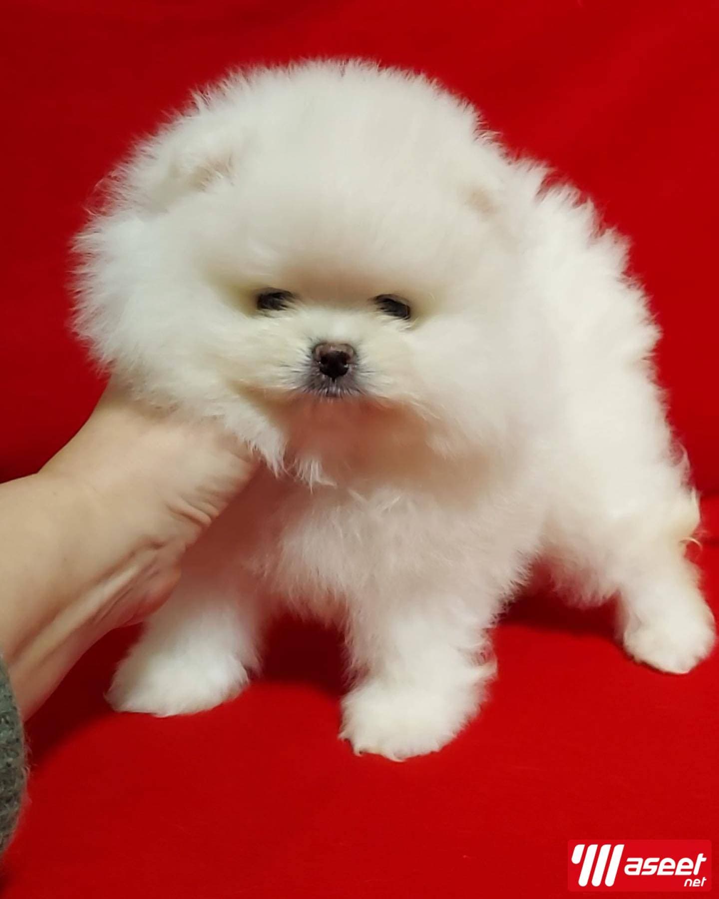 Pomeranian puppy 1