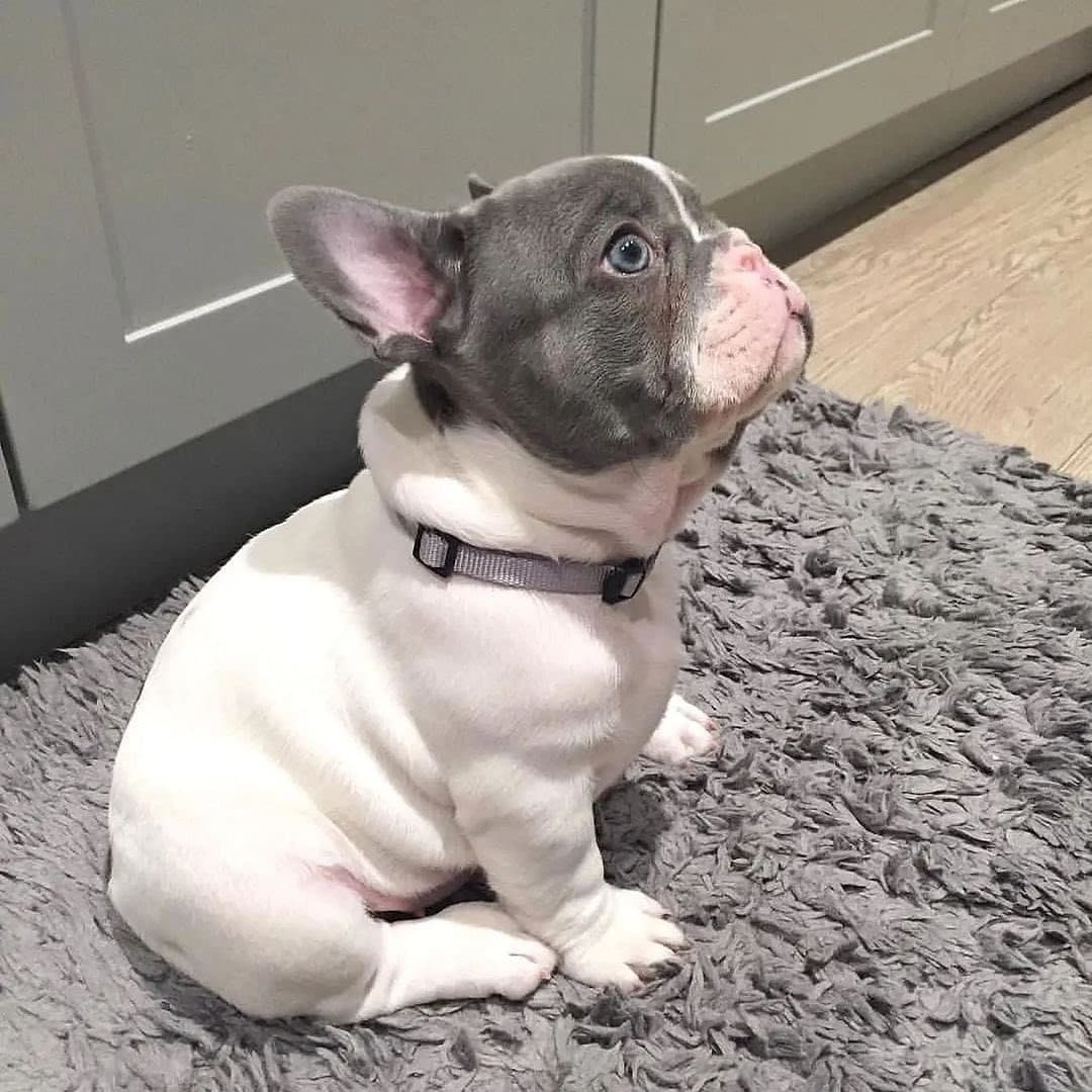French Bull Dog Puppy 0