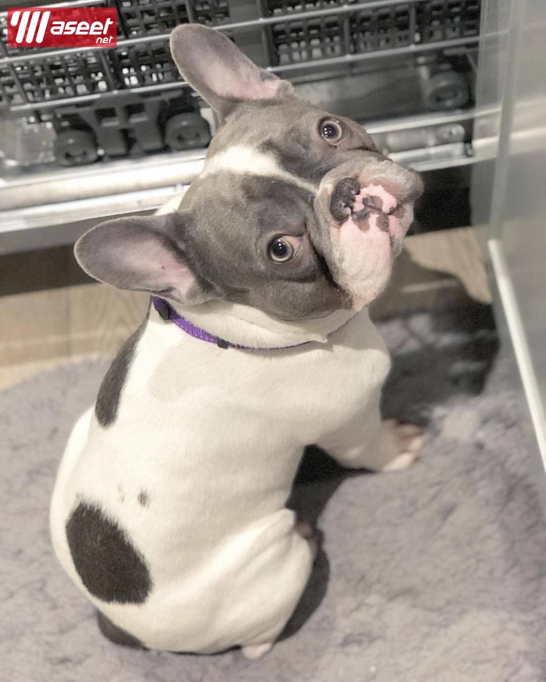 French Bull Dog Puppy 1