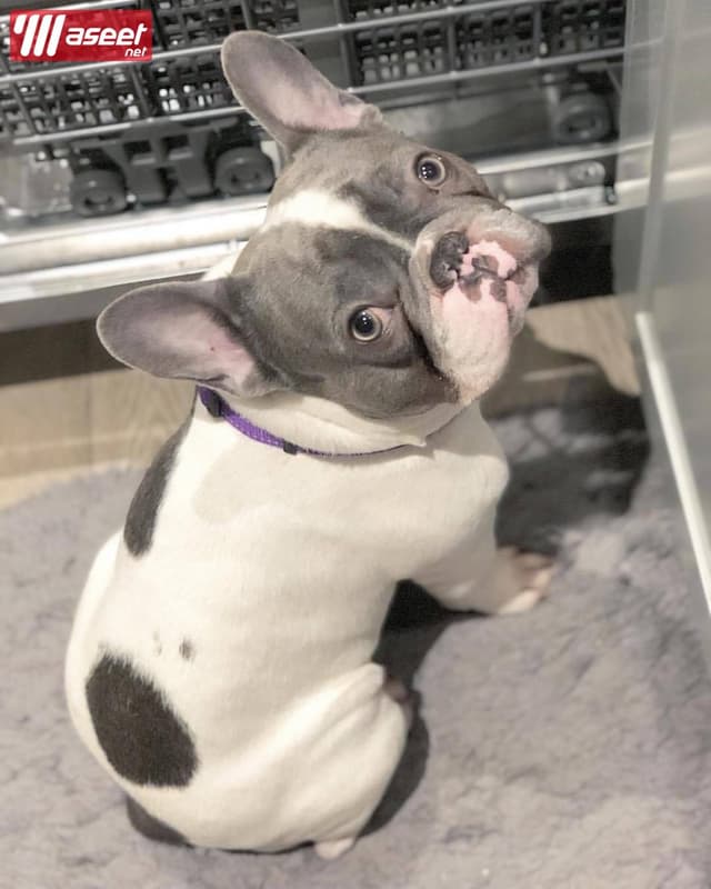 French Bull Dog Puppy