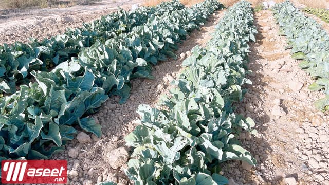 مزرعة للبيع