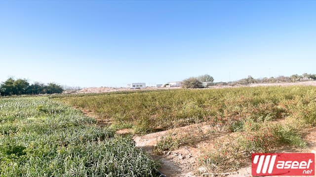 مزرعة للبيع
