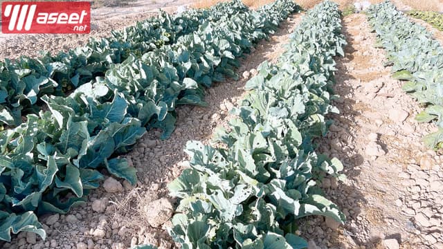 مزرعة للبيع