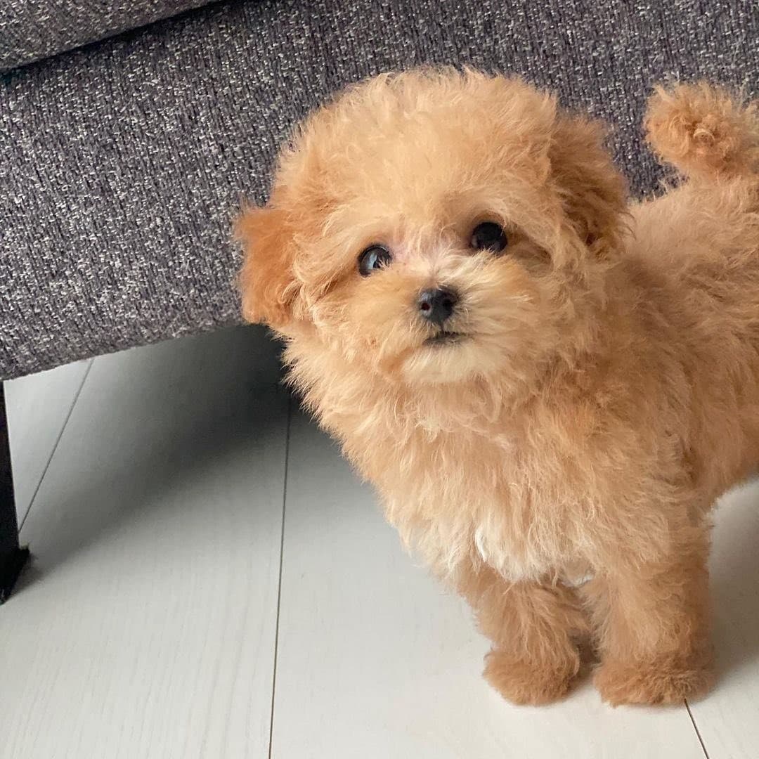 Toy poodle dog for sale  0