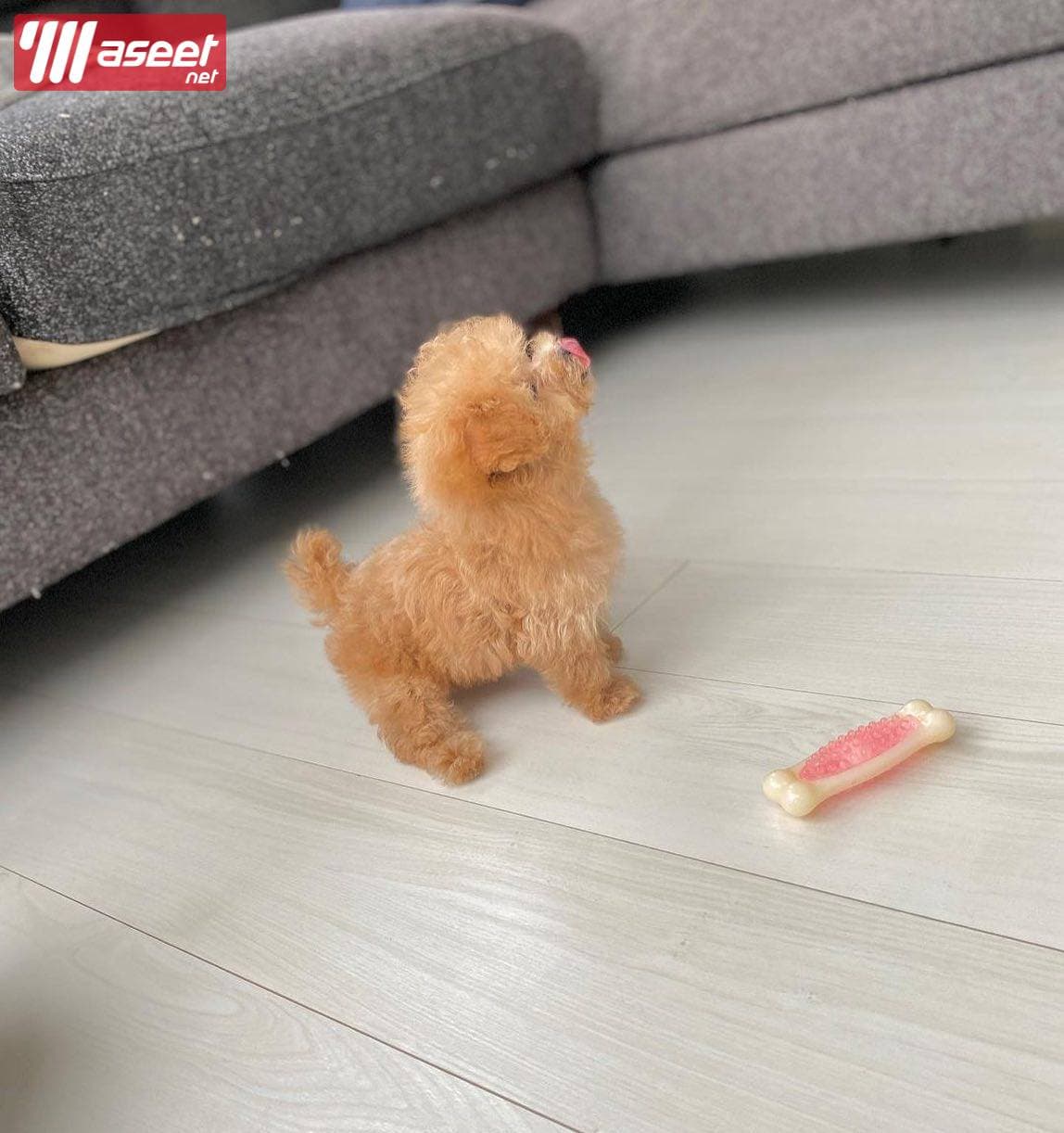 Toy poodle dog for sale  1
