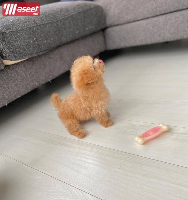Toy poodle dog for sale 