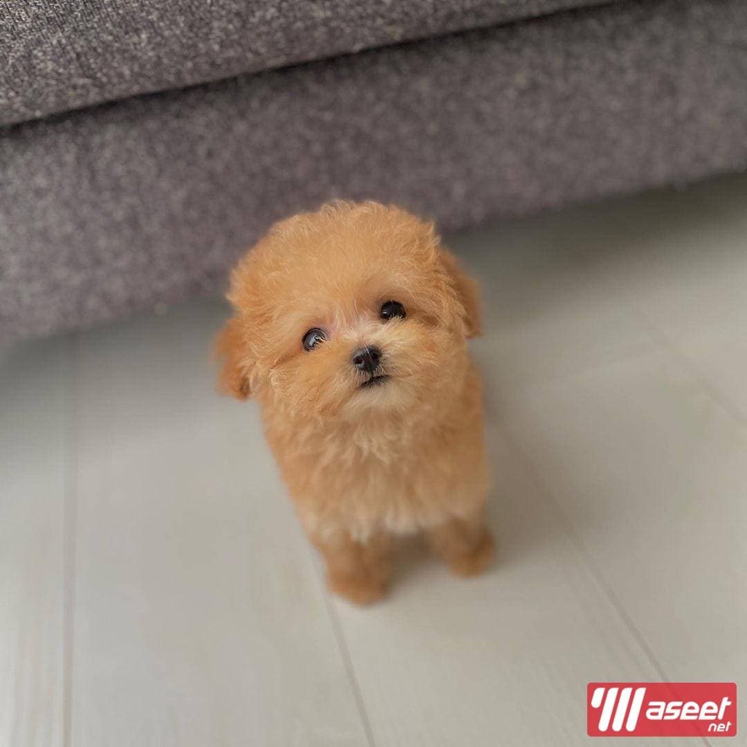 Toy poodle dog for sale  2