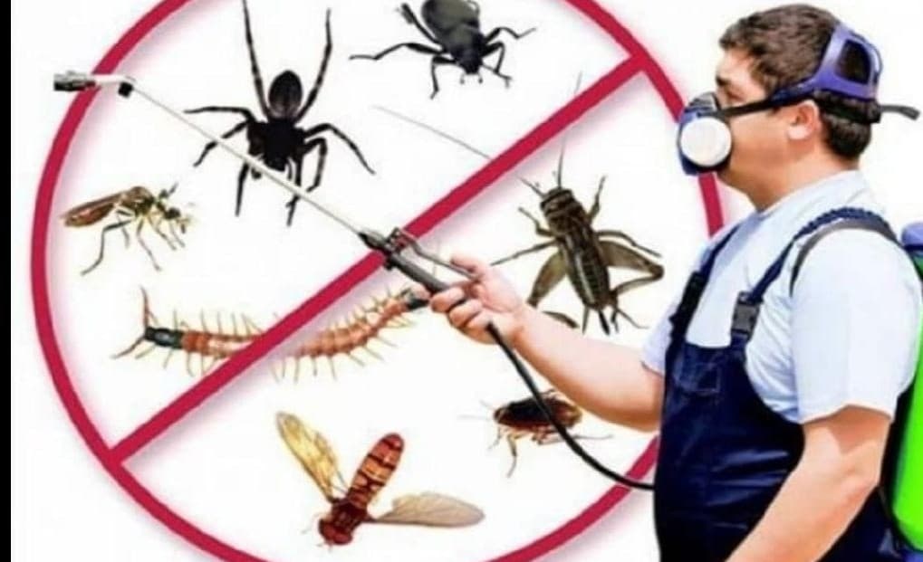 متخصصون في مكافحه الحشرات 0