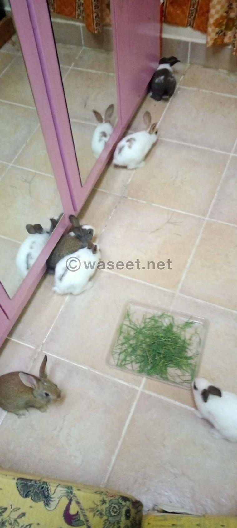 small rabbits for sale 0