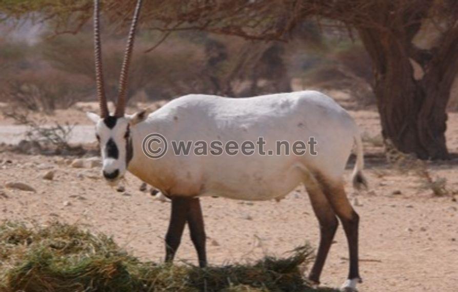 Sell ​​Male Oryx 0