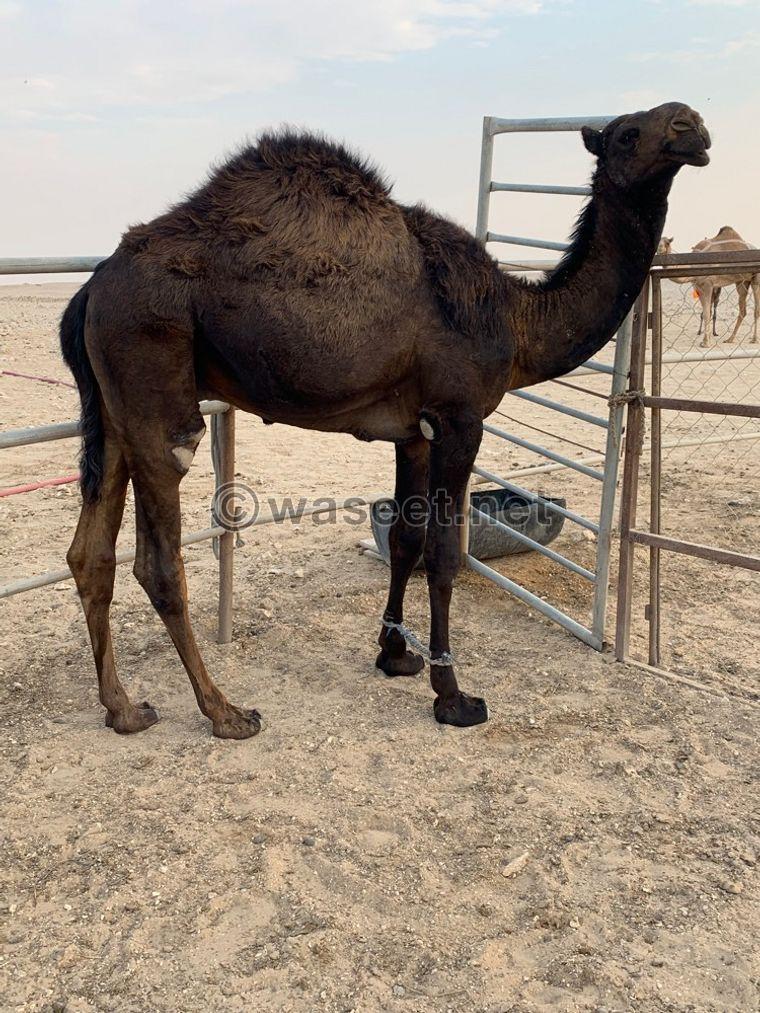 Small camel for sale 0