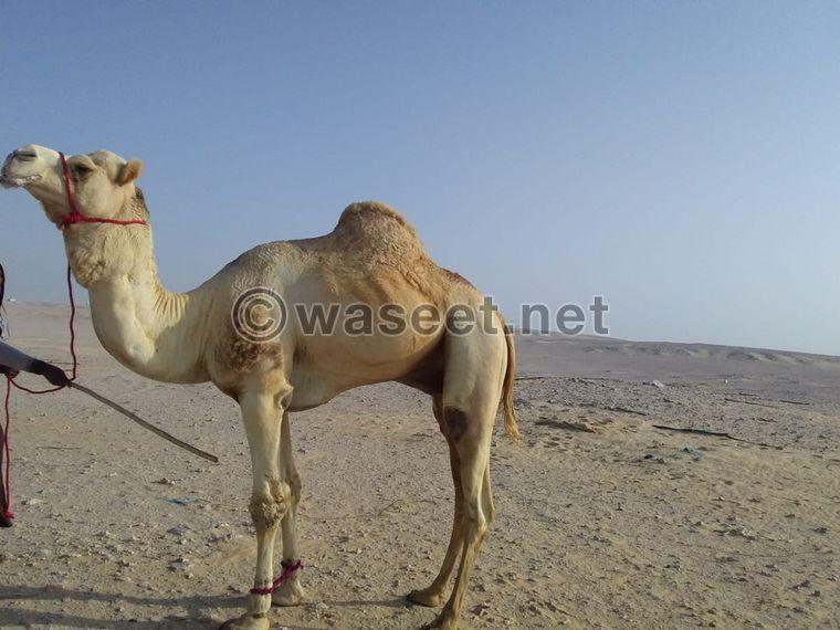 Camel and its mother for sale 0