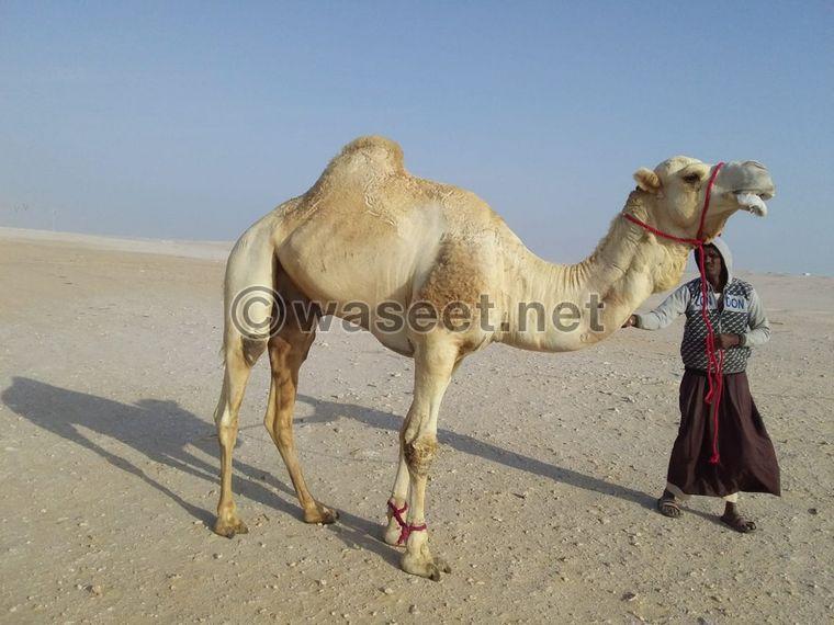 Camel and its mother for sale 1