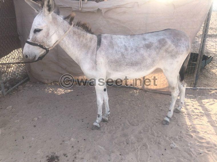 Authentic donkeys for sale 0