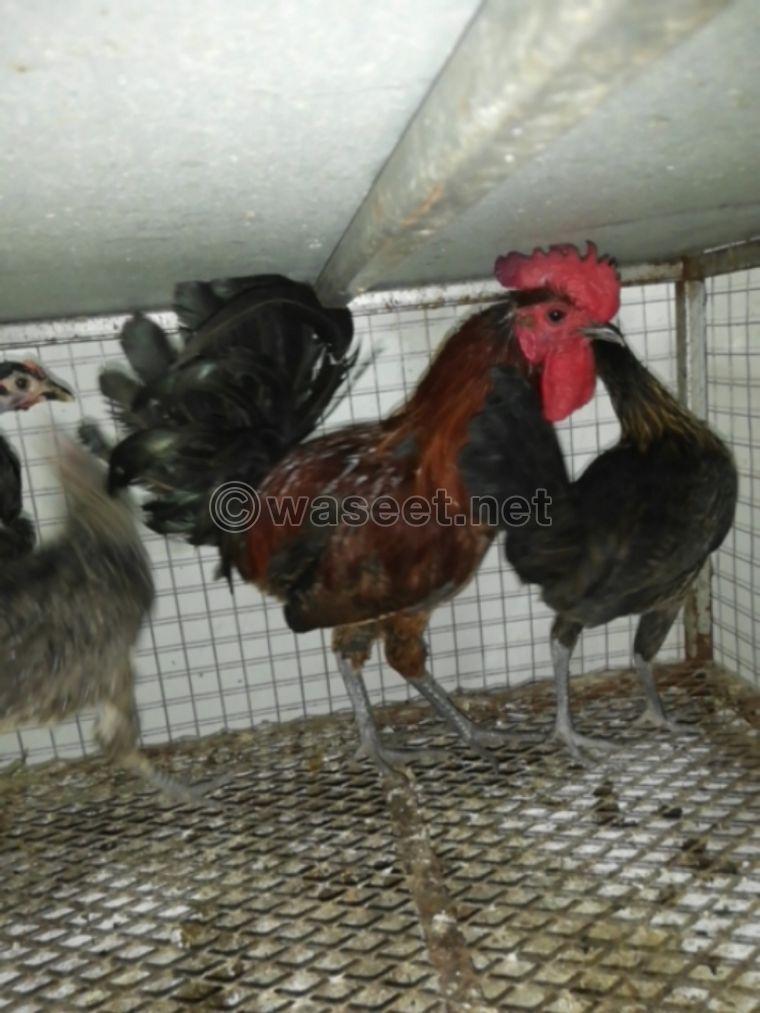 roosters for sale 6 months 0