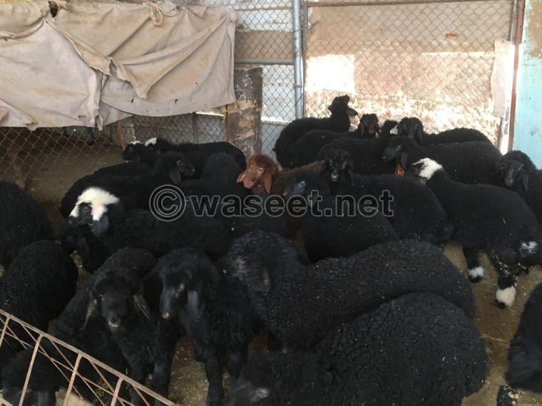 Rakhhal and sheep for sale 0