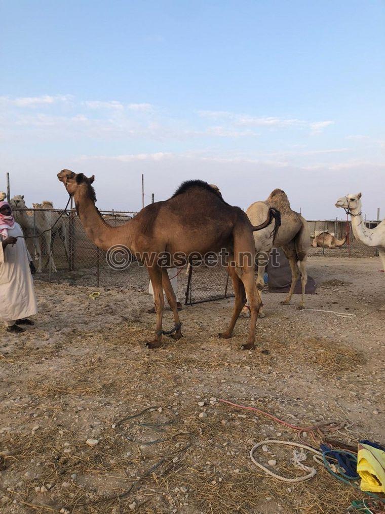 good camel for sale 0