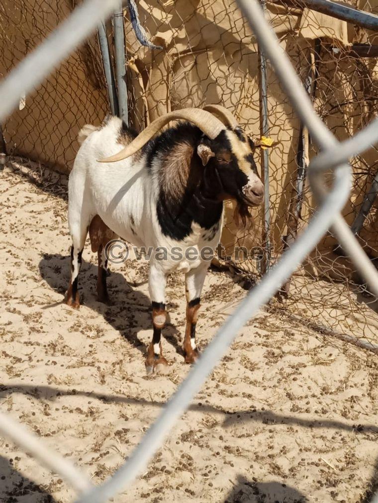 Omani stallion for sale 0