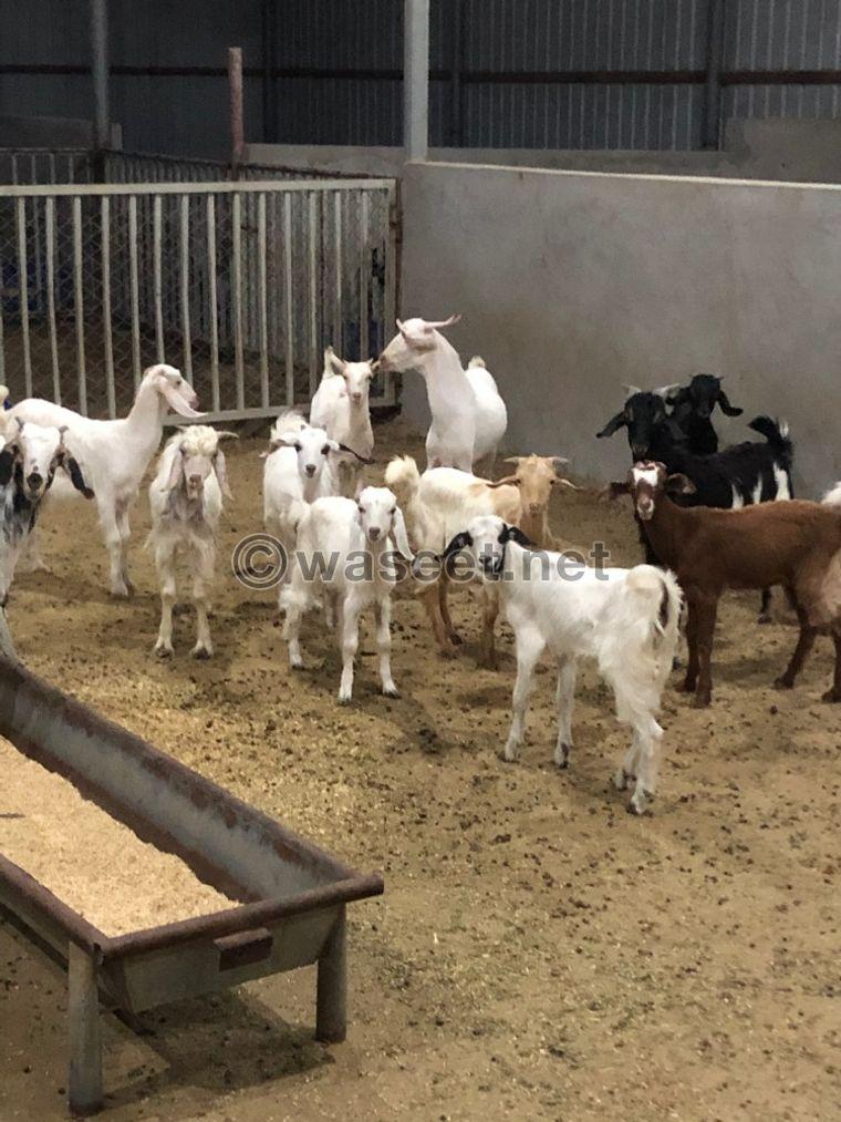 Berber stallions and goats for sale 0