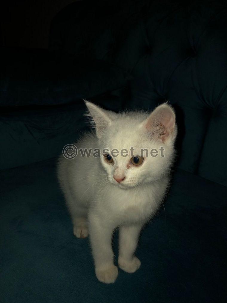 Persian cat for adoption 0