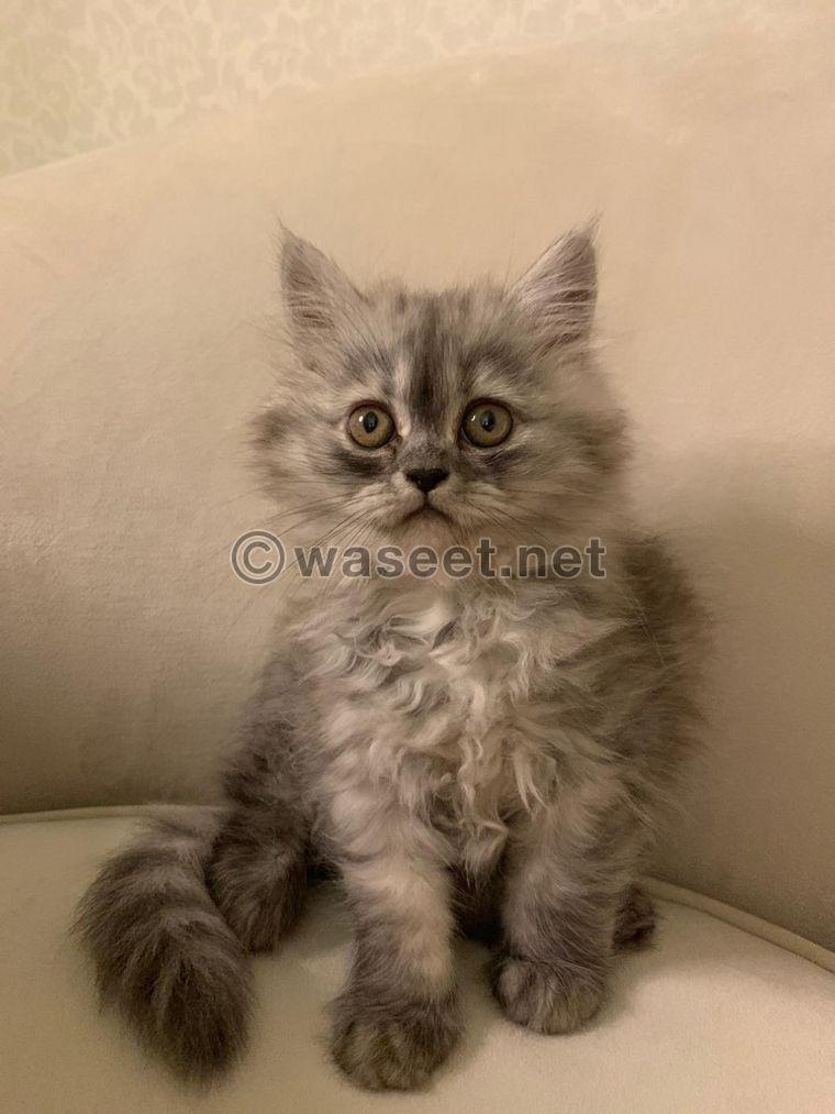 Persian cat female for sale 0