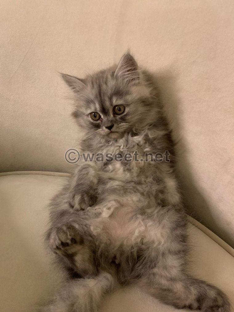 Persian cat female for sale 1