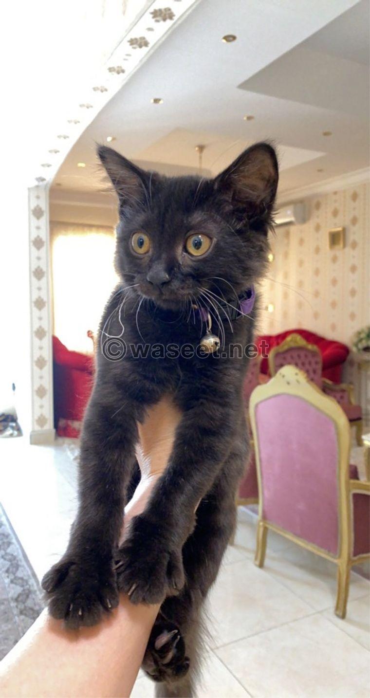 Persian cat female 0