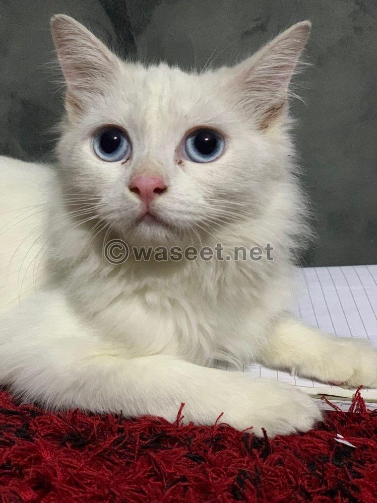 Persian cat Turkish female 0