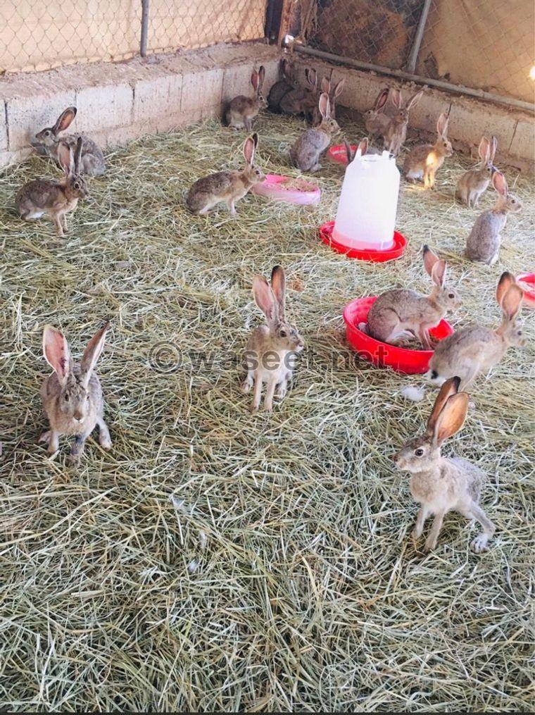 For sale wild rabbits 0