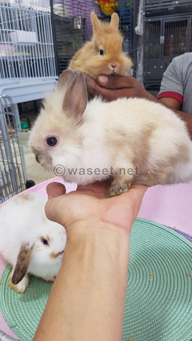 For sale small rabbits 1
