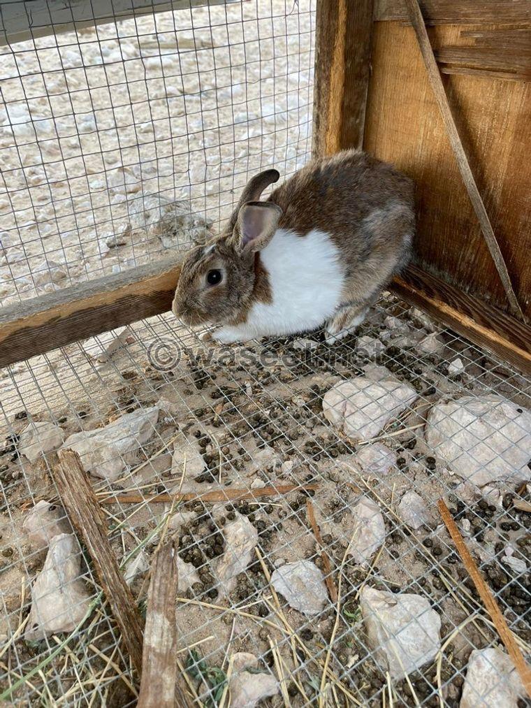 Rabbits for sale 0