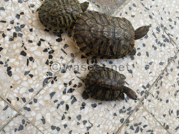 Turtles for sale 0