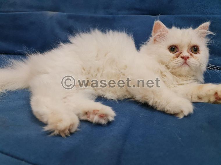 For sale Shirazi cat 0