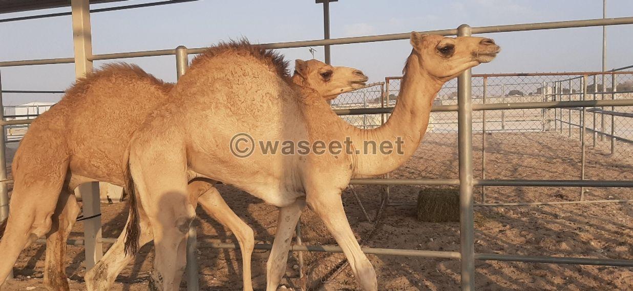 For Sale FAT CAMEL 0