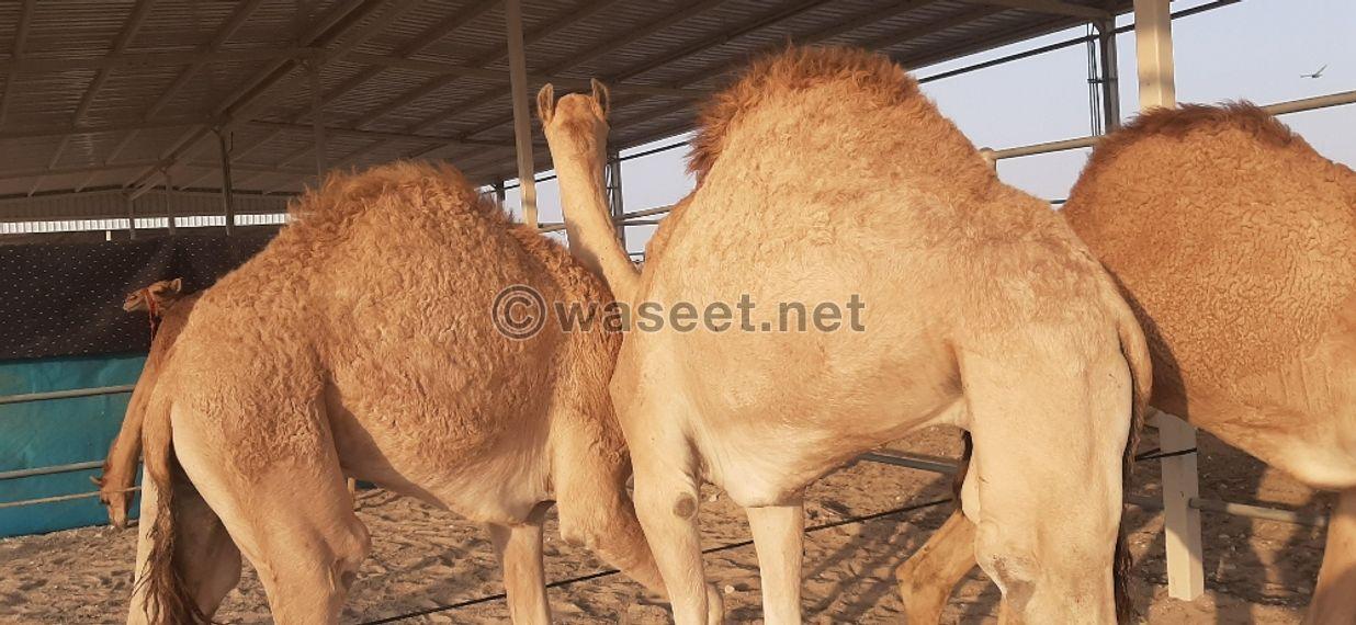 For Sale FAT CAMEL 1