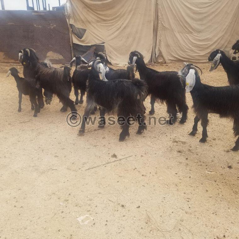 For sale goats Awared 0