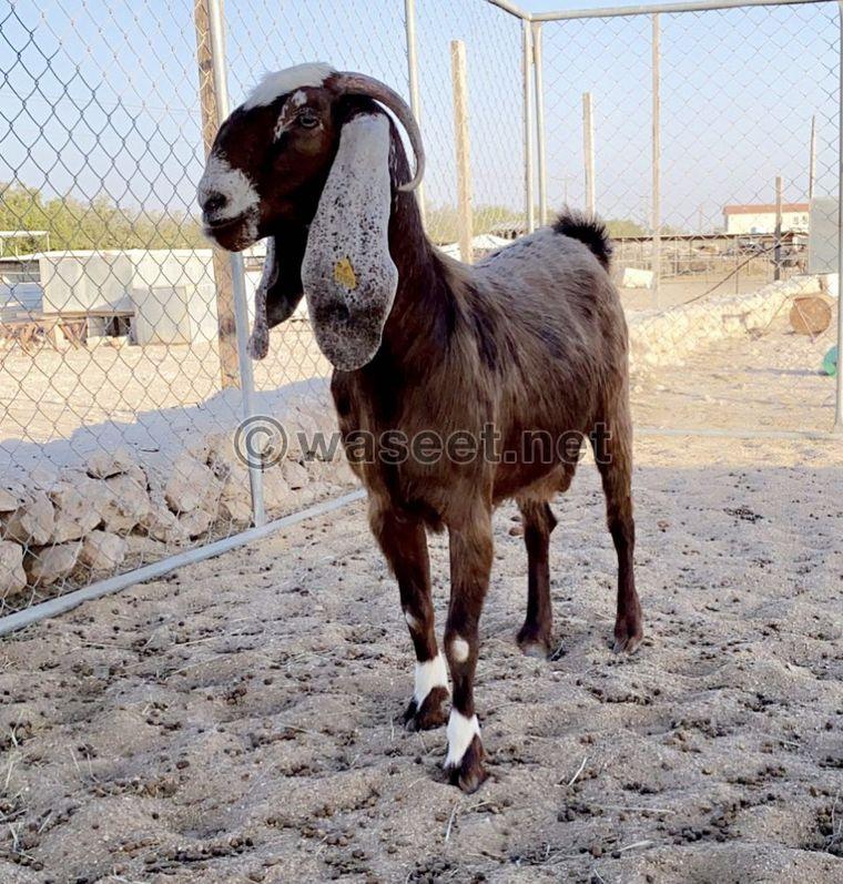 For sale a good goat 0