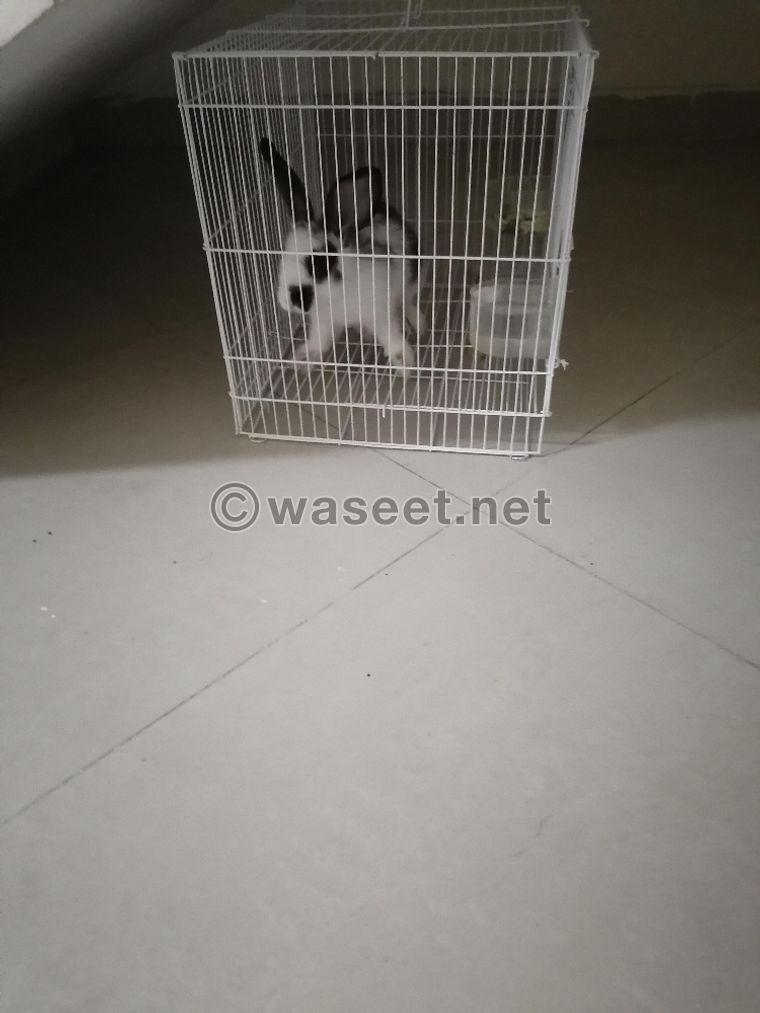 For sale with cage rabbits 0