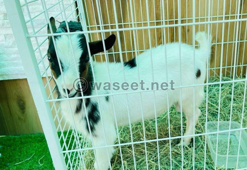 Dwarf goats for sale 0