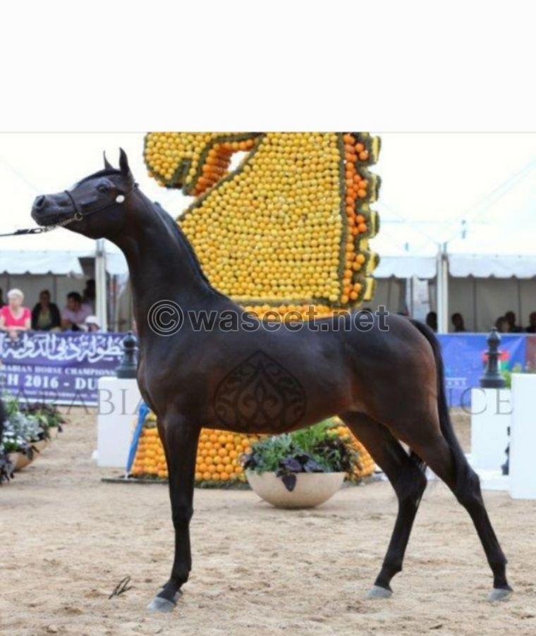 Arabian  horse for sale 0