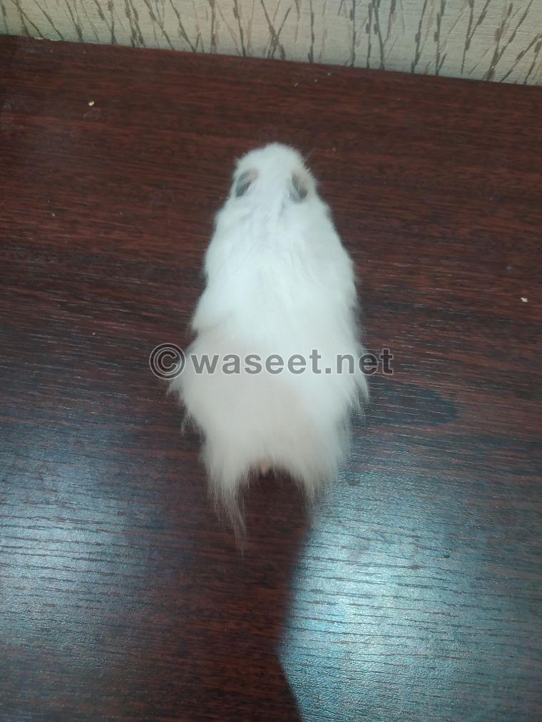 Hamster Longhair For Sale 0