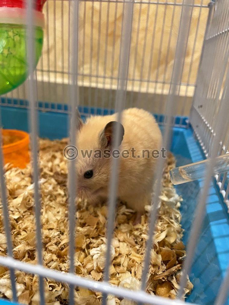 Male and female hamsters 0