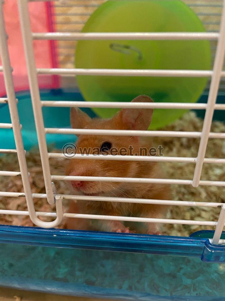 Male and female hamsters 1