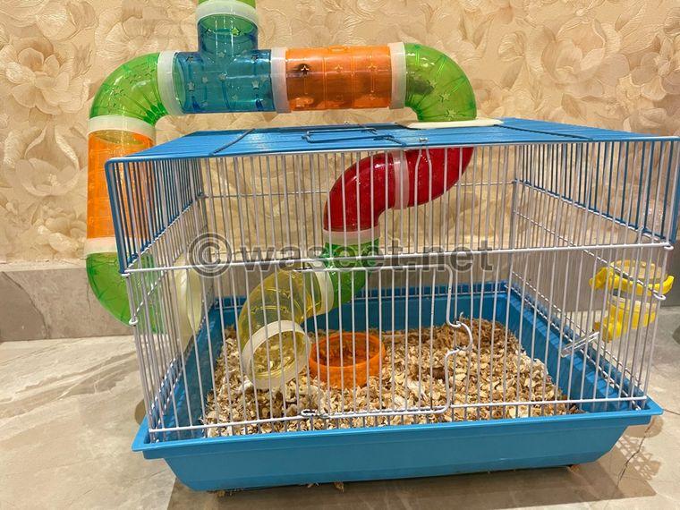 Male and female hamsters 2