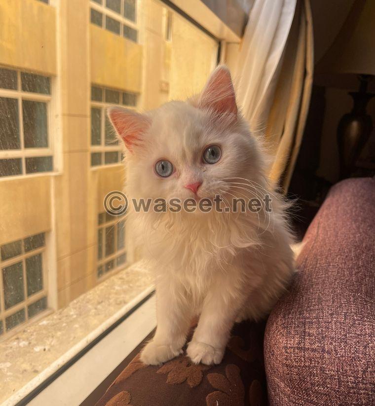 Persian cat  1