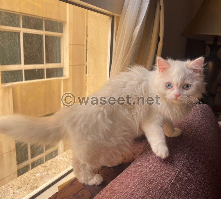 Persian cat  2